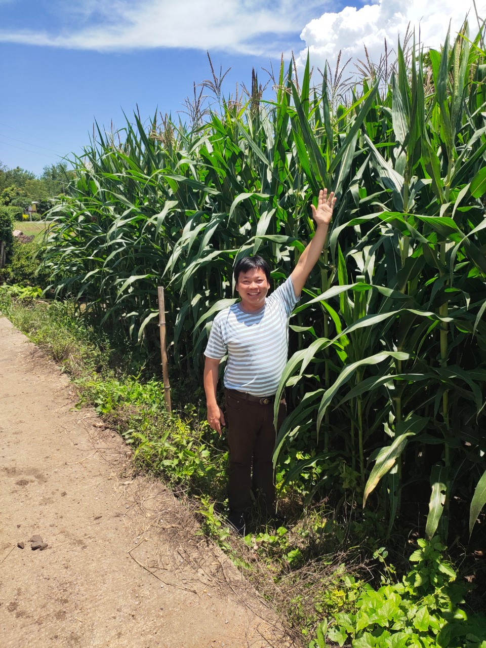 ซาซ่าส์ อะมิโนเข้มข้น ชนิดเม็ดฟู่