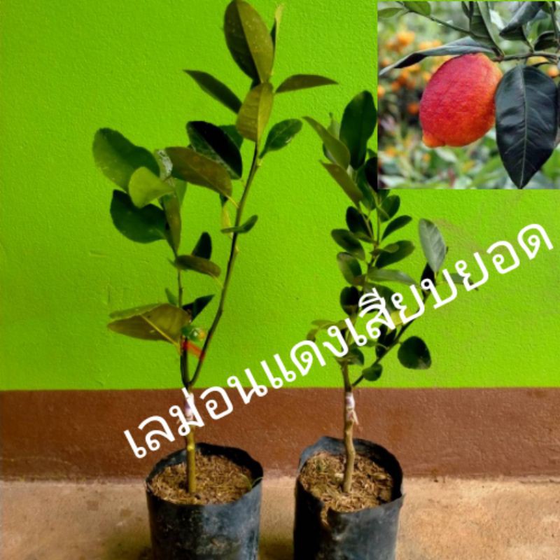 🍋ต้นเลม่อนแดง (red lemon / Blood Orange) เปลือกนอกสีแดงสด เนื้อในสีส้ม ลูกดก หอมน้ำเยอะ