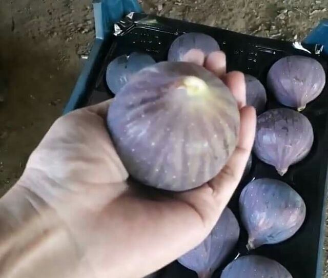 ต้นมะเดื่อฝรั่ง หรือฟิกแบล็คแจ็ค