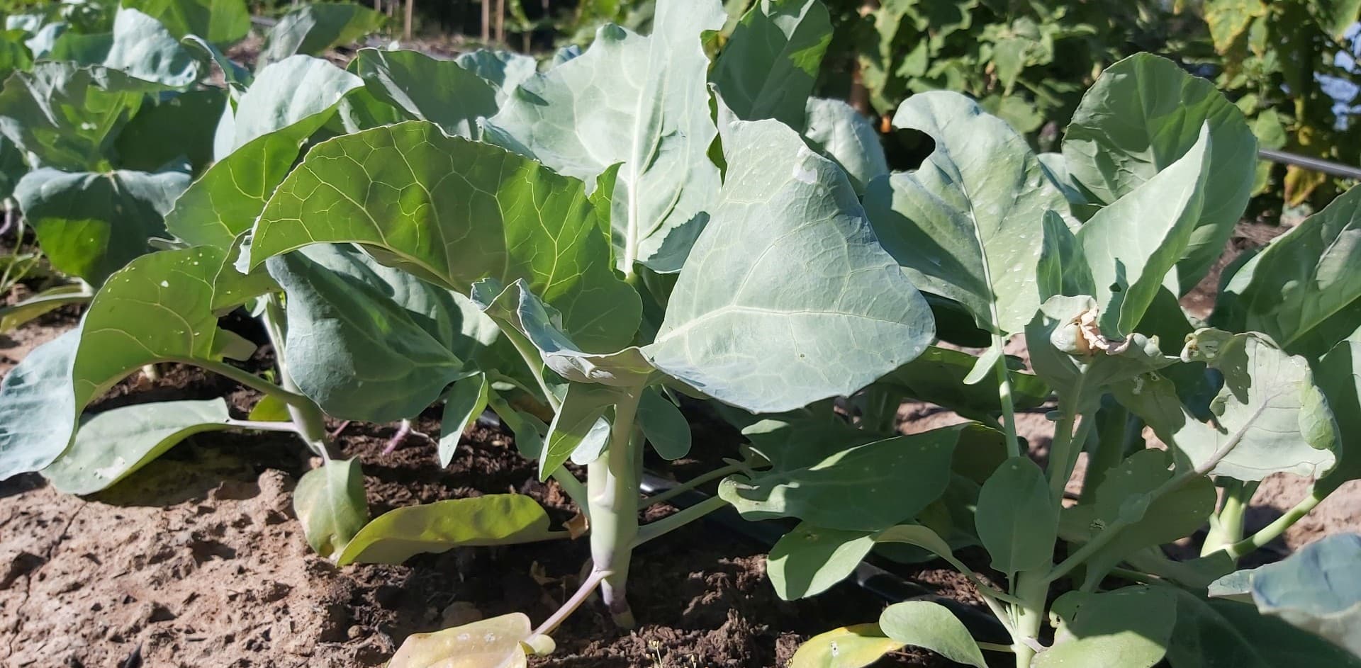 ผักคะน้าออร์แกนิค 100% บรรจุ 500 กรัม