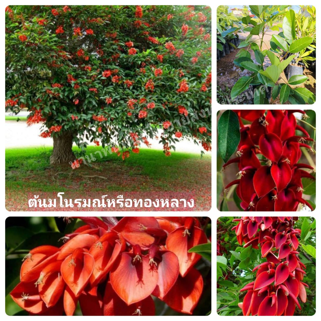 🔥🎊#ต้นมโนรมย์หรือทองหลางแดง ต้นสวยจ้า
