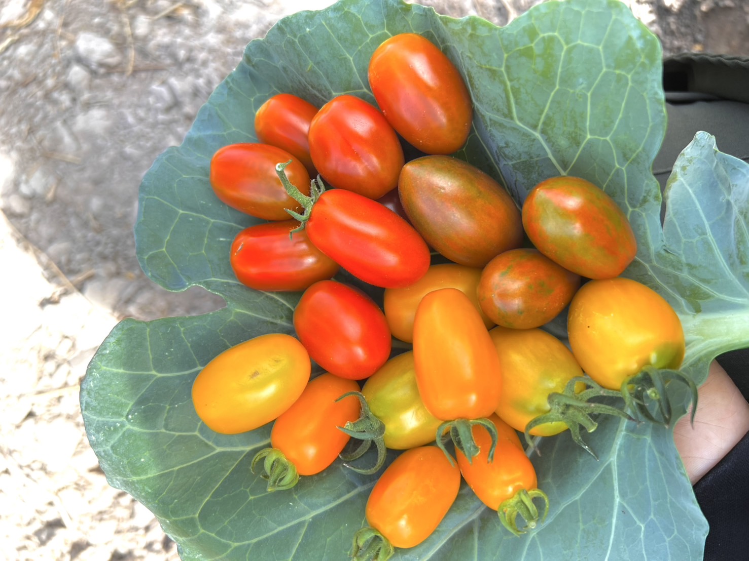 มะเขือเทศราชินีอินทรีย์ หลากสี (สีแดง สีเหลือง สีม่วง) บรรจุ500กรัม