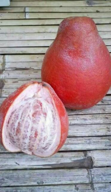 ส้มโอแดงเวียดนาม เสียบยอดพร้อมปลูกจ้า