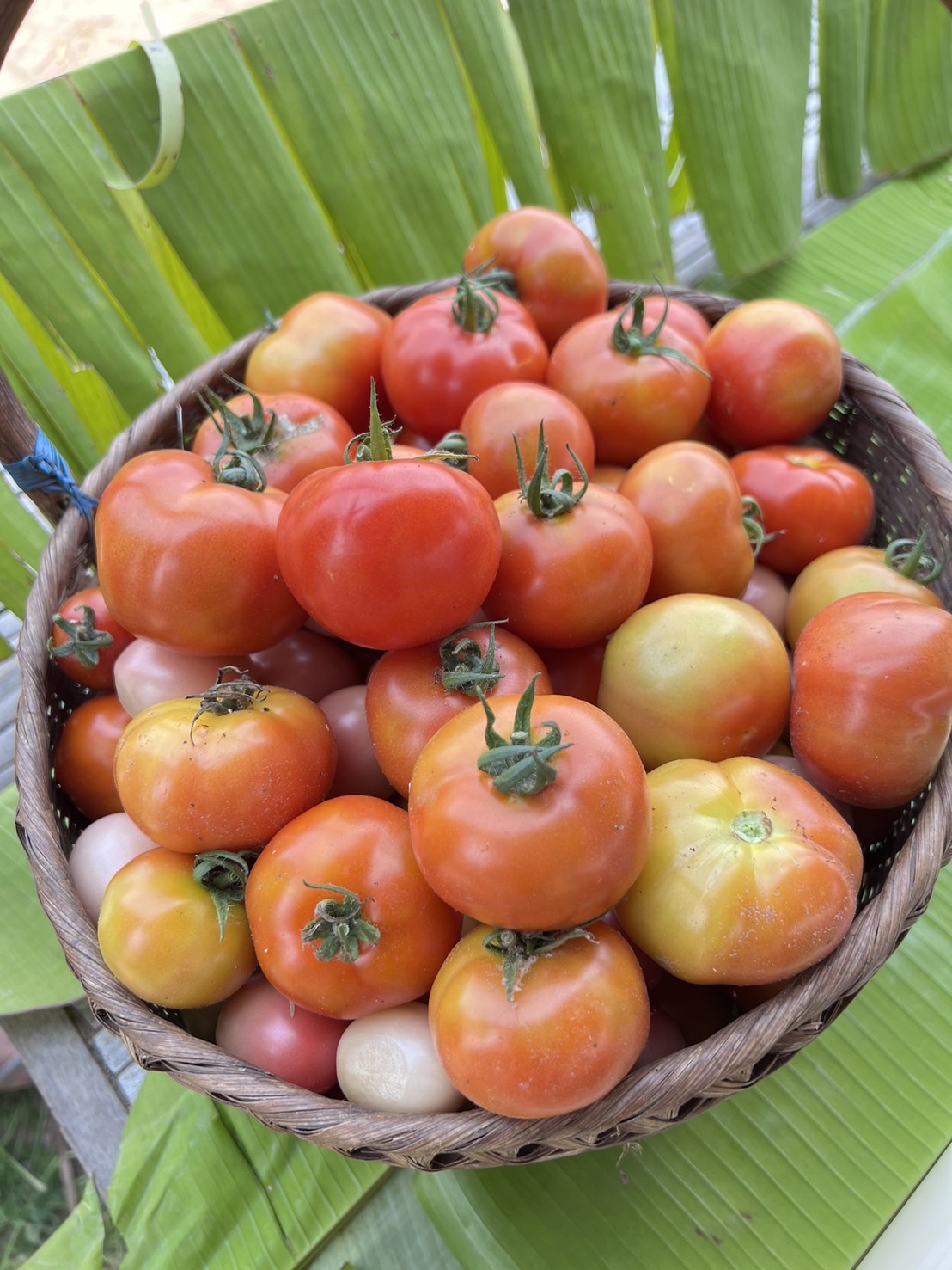 มะเขือหยักพราวตะวัน 500 กรัม