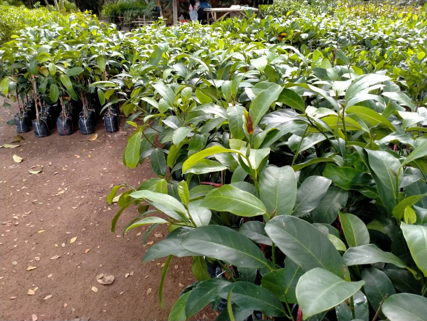 ต้นจำปาดะเกาะยอ ต้นทาบสวย ๆพร้อมส่งคะ