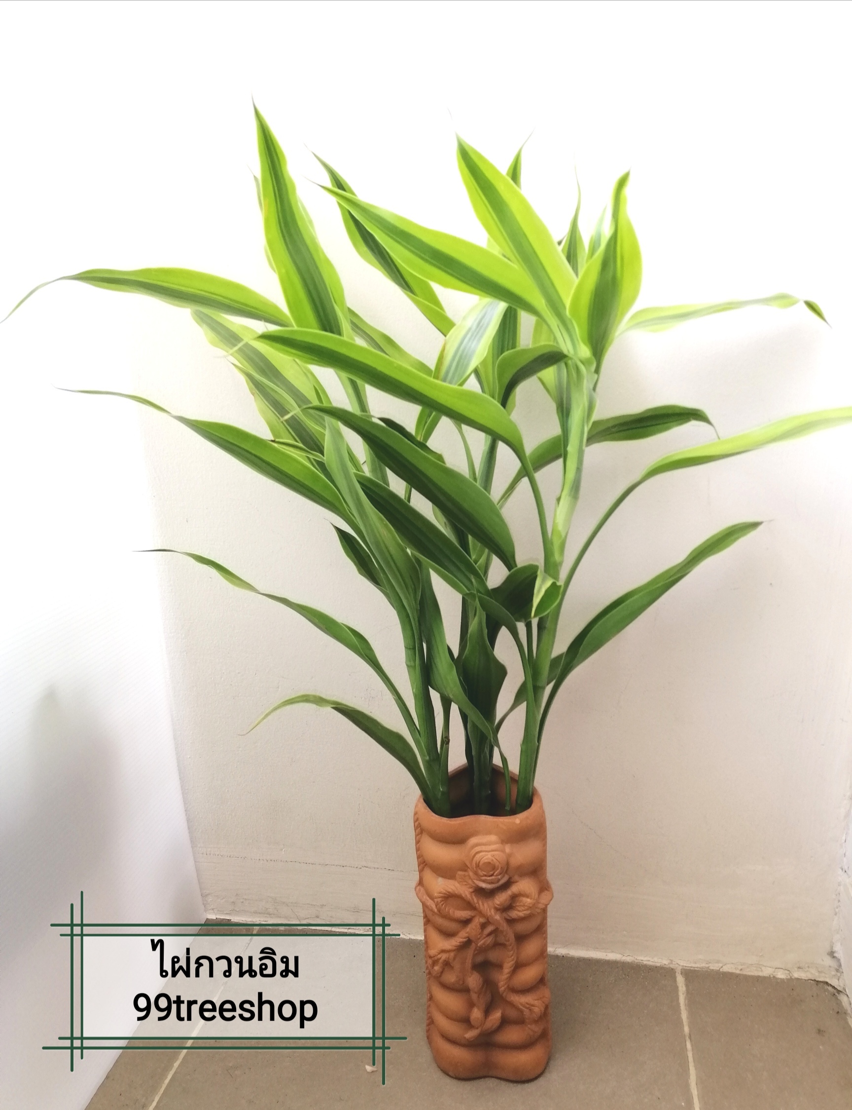 ไผ่กวนอิมสีทองหรือไผ่ทอง Set 3 ต้น ต้นสูง18 นิ้ว ( 46 ซม.)