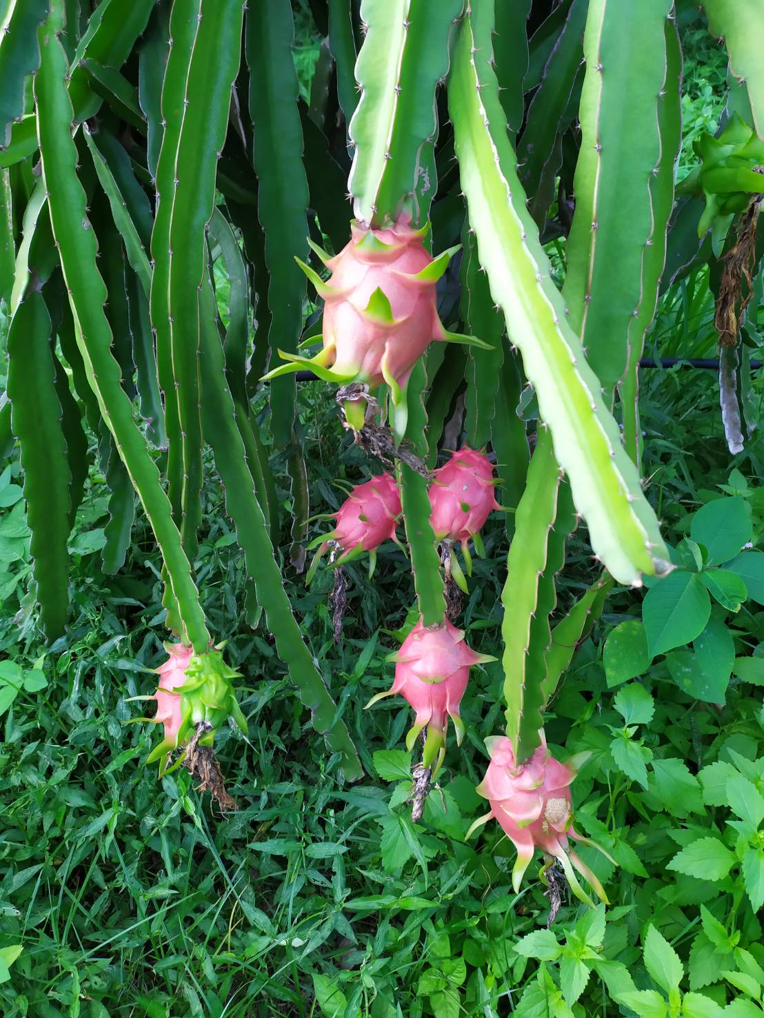 แก้วมังกรอินทรีย์ 2 กก.