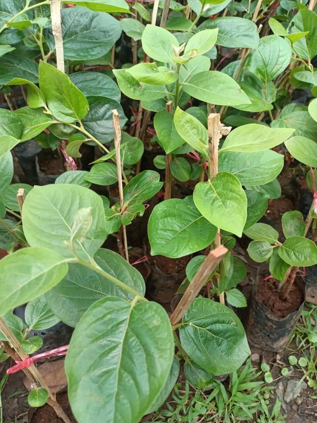 ต้นพลับฟู่ยู่ เสียบยอด