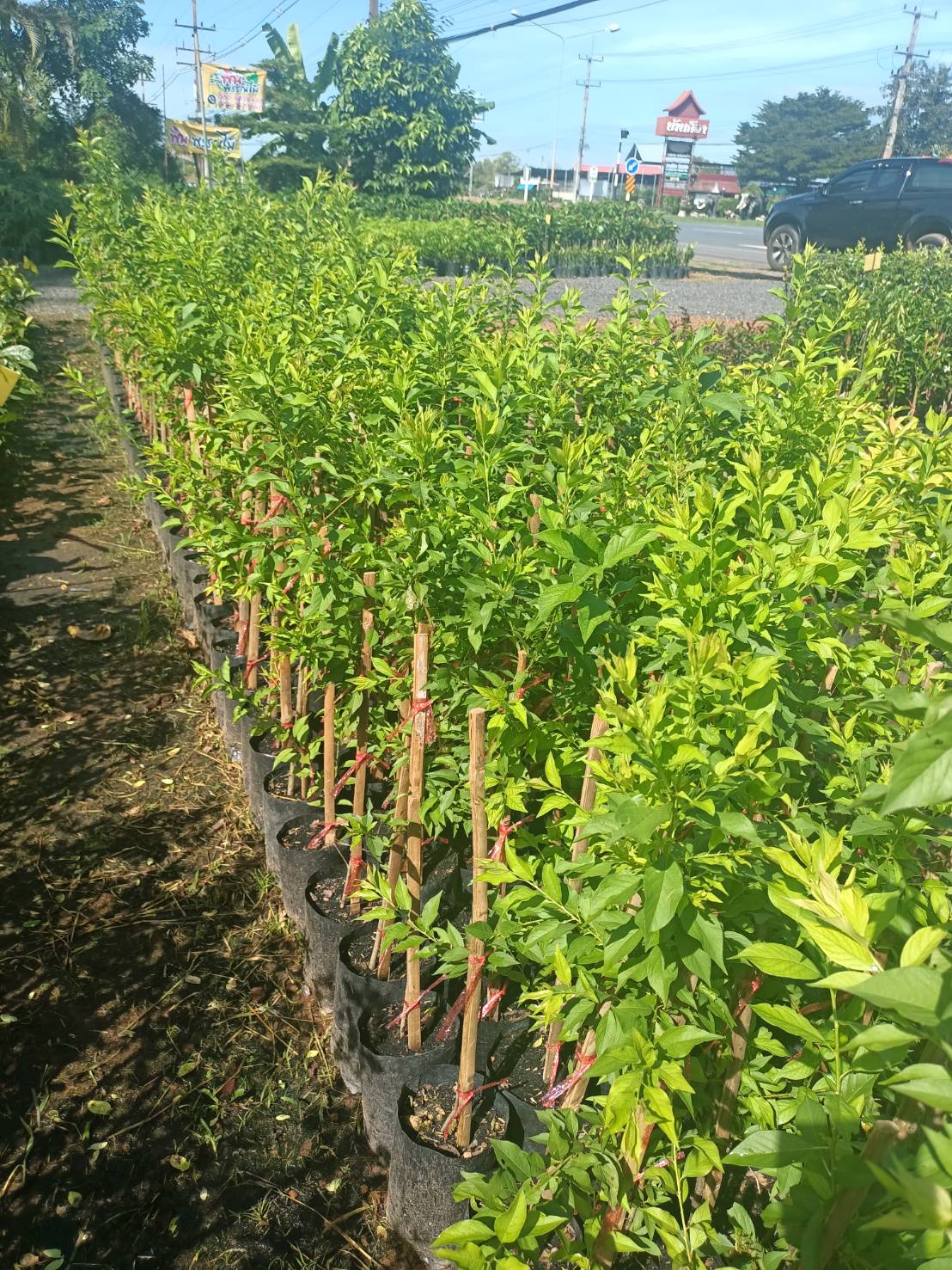 #ต้นเชอรี่ดอย แบบตอนกิ่ง ต้นแข็งแรงพร้อมปลูกคะ