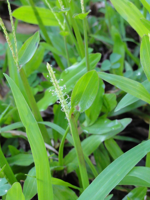 (500กรัม)เมล็ดหญ้ามาเลย์,หญ้าพรมใบอ้วน,หญ้าหลุยเซียน่า-หญ้ามาเลเซีย พร้อมคู่มือและฮอโมนแช่เมล็ด
