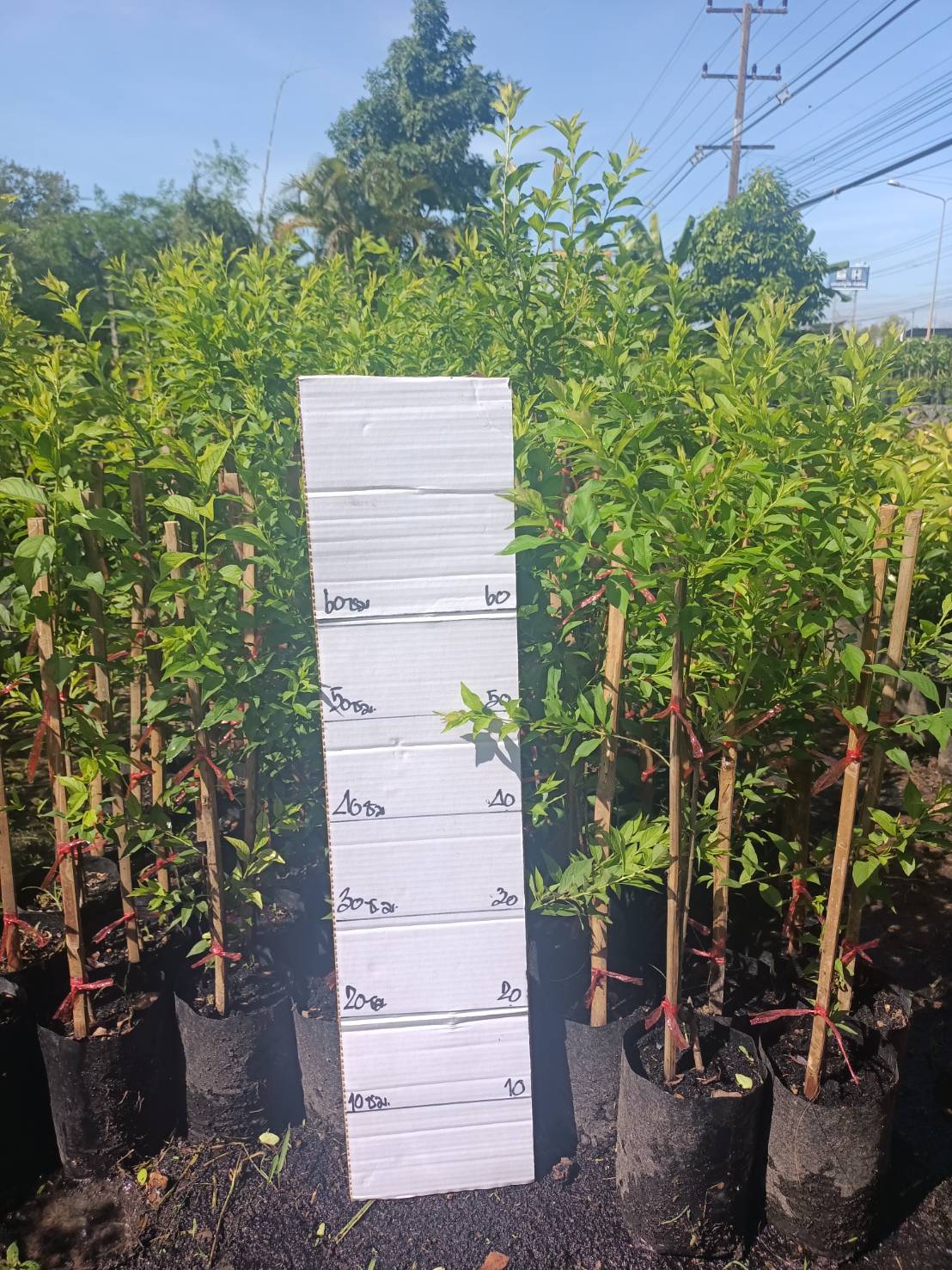 #ต้นเชอรี่ดอย แบบตอนกิ่ง ต้นแข็งแรงพร้อมปลูกคะ