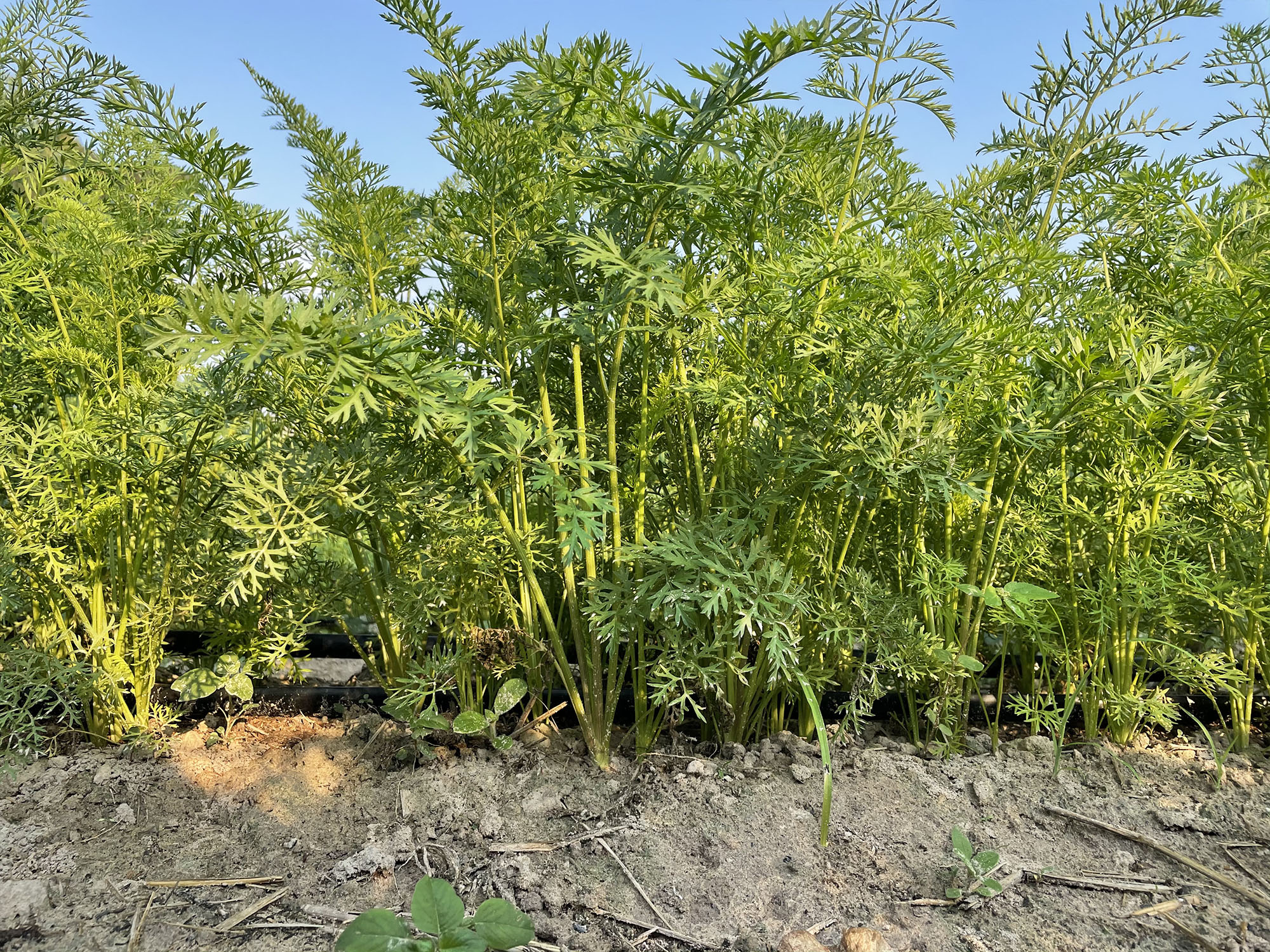 เบบี้แครอท Baby Carrots (ผักสด Sizeขนาดกลาง) บรรจุ 500กรัม