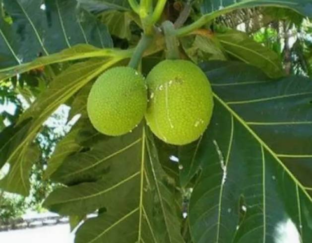 ต้นสาเกข้าวเหนียว ต้นตอนขนาด 50-60 cm พร้อมส่งคะ