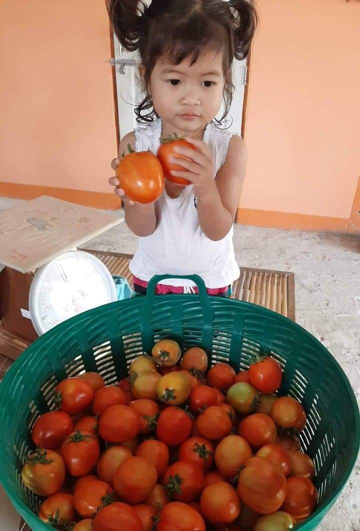 เปิดจอง มะเขือเทศลูกท้อ บรรจุ500กรัม รอสินค้า