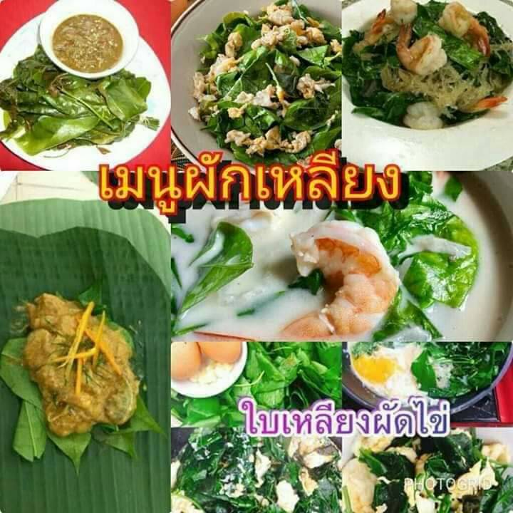 ผักเหลียง ใบเหลียง ใบเหมียง ต้นเหลียง