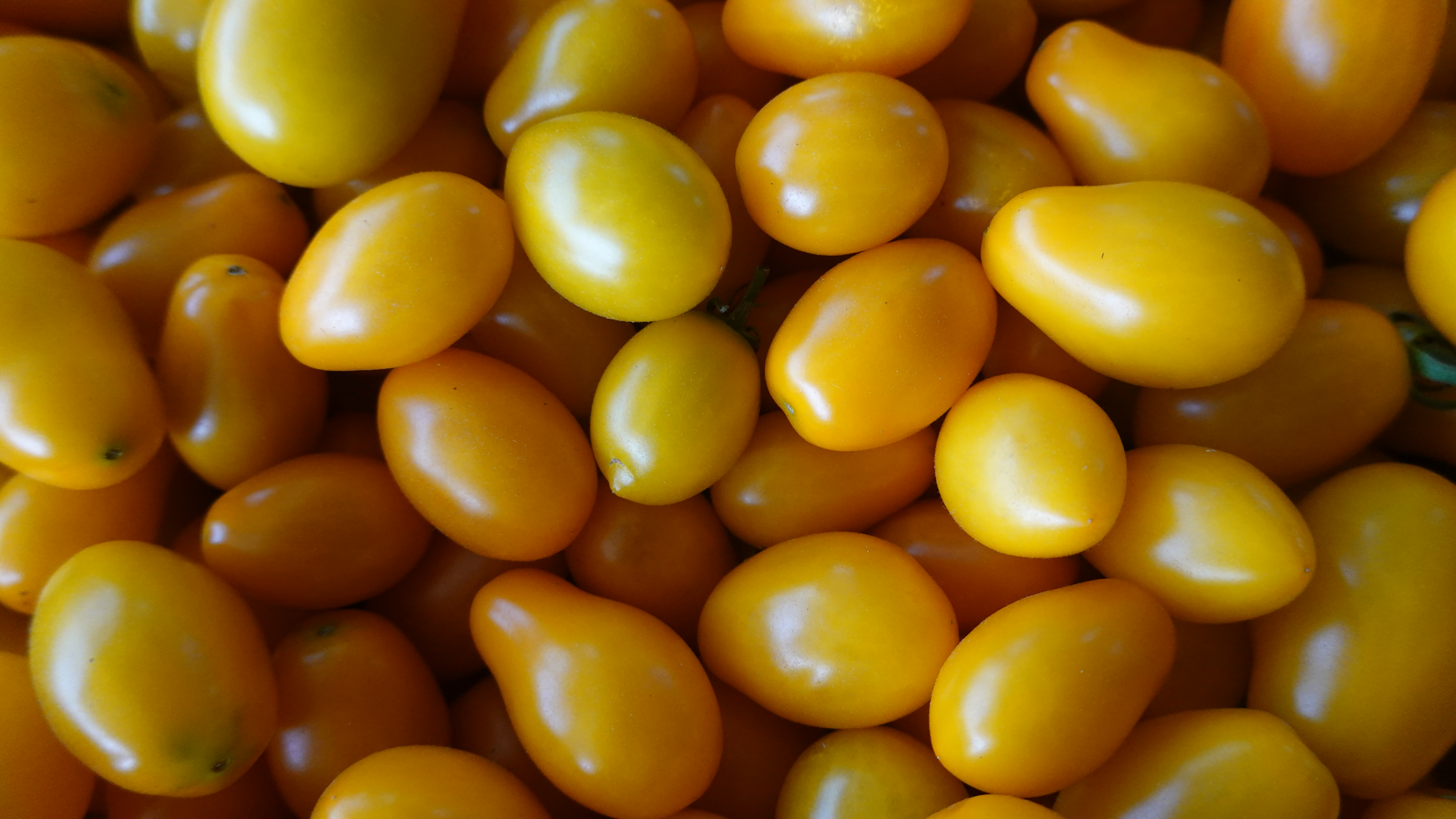 มะเขือเทศราชินีอินทรีย์ หลากสี (สีแดง สีเหลือง สีม่วง) บรรจุ500กรัม