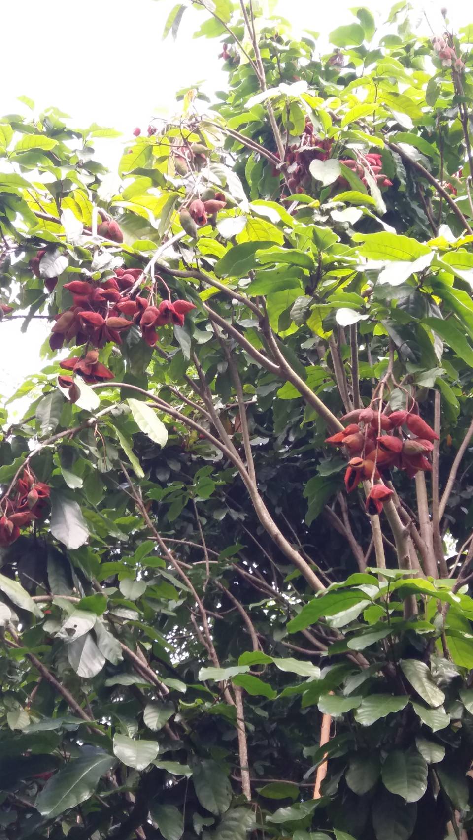 #ต้นเกาลัดไทย ต้นทาบ รสชาดหวานมันอร่อย