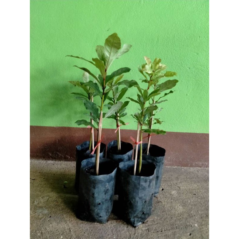 💢#ต้นจิกน้ำพร้อมส่ง ดอกสวยระย้า