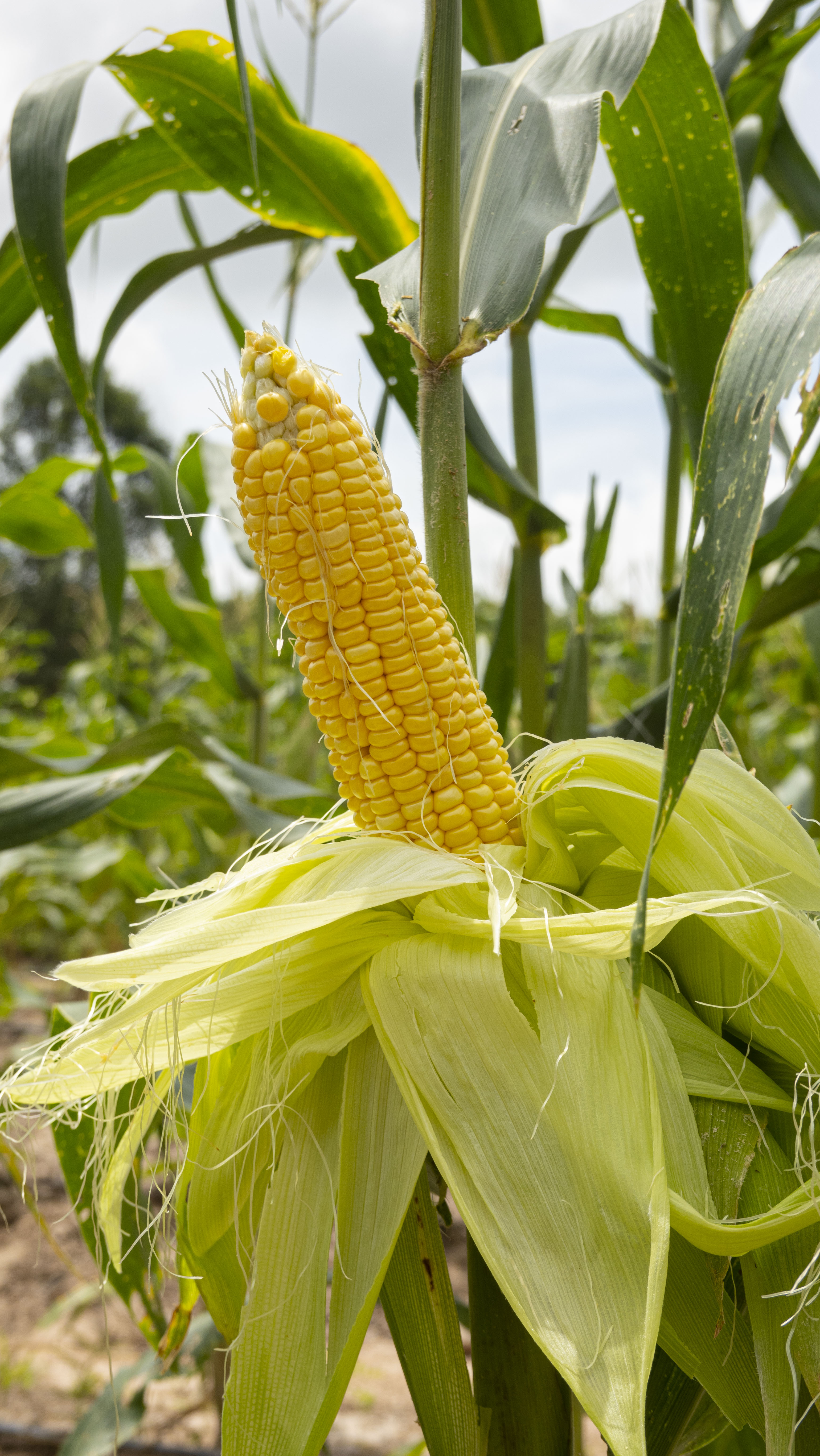 ข้าวโพดหวานอินทรีย์ไร้สารพิษ