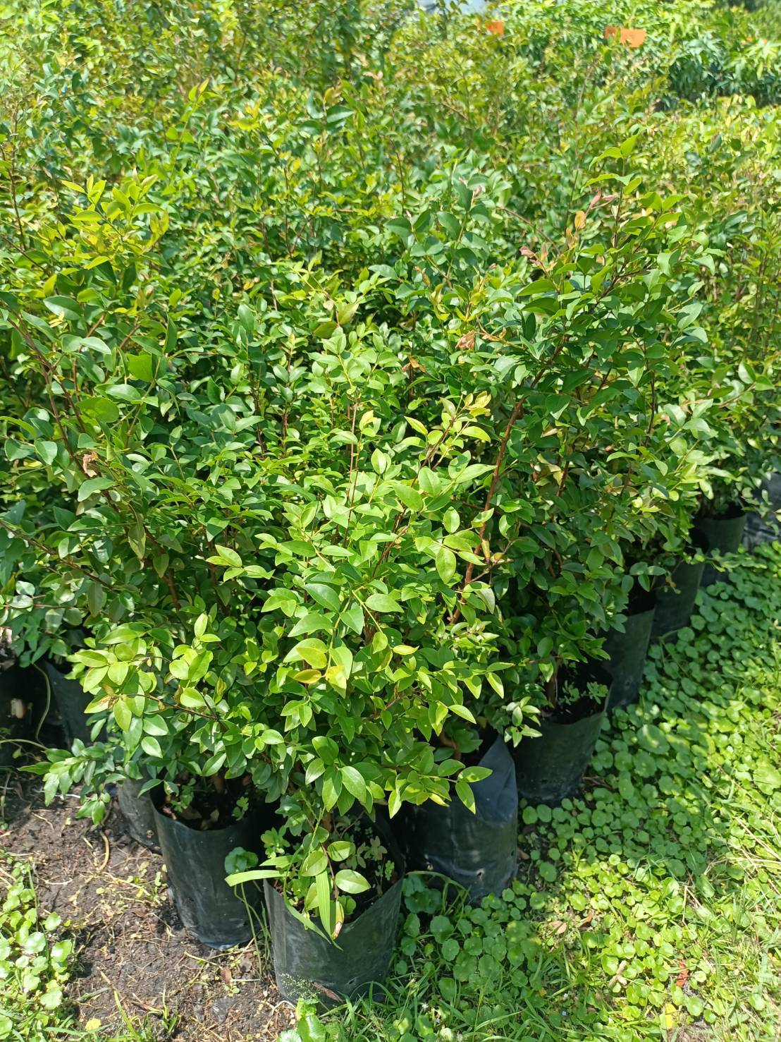 ต้นองุ่่นบราซิล ขนาด 60cm ต้นสวยๆ