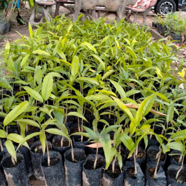 🍀#กล้าผักหวานป่า #ผักหวานป่าเพาะเมล็ด แบบชุด 10 ถุง20 ต้น 600 บ.