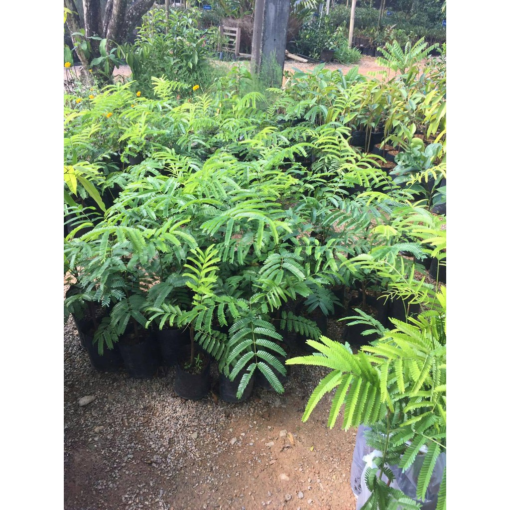 ต้นสตอป่า ติดตา ขนาด 40-60 ชม.