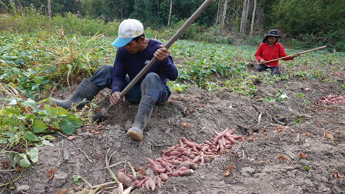 มันญี่ปุ่นอินทรีย์ "โอกินาว่า" อินทรีย์100%