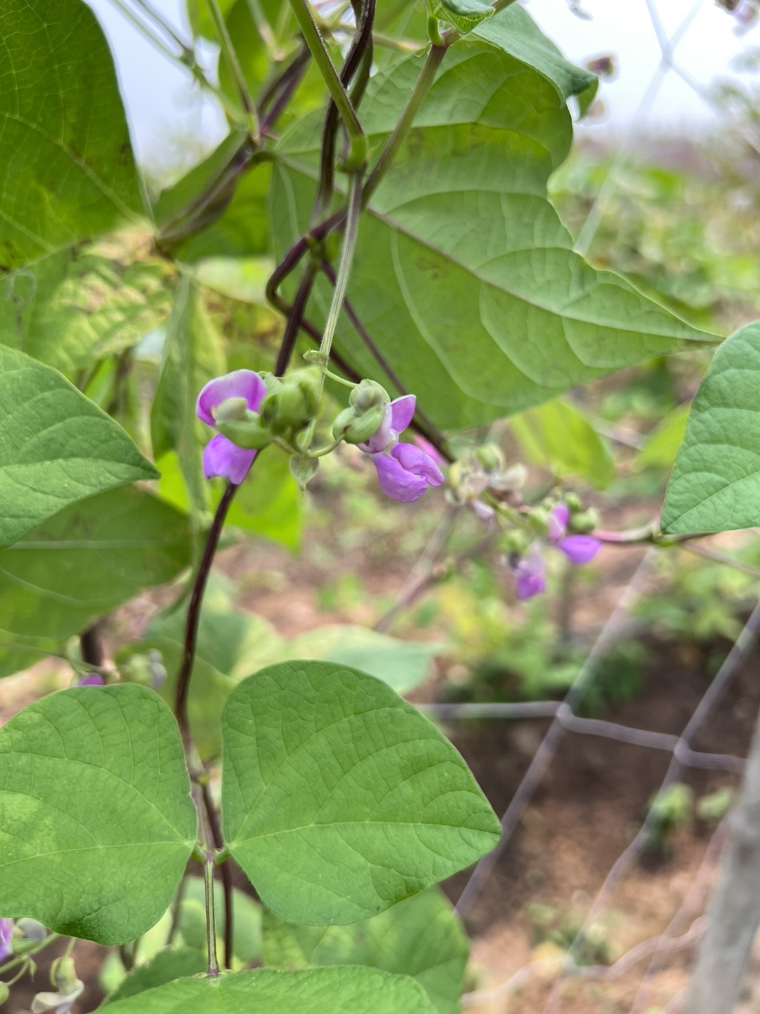 ถั่วแขก 500 กรัม