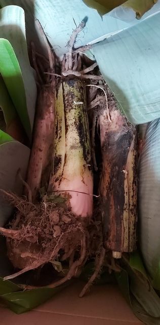 หน่อพันธุ์กล้วยป่า