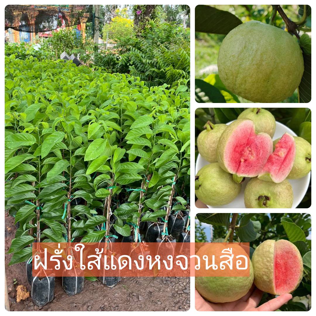 ต้นฝรั่งหงจวนสือ ฝรั่งใส้แดง ผลใหญ่ รสชาดหวานกรอบ ต้นทาบขนาด 70-80 cm