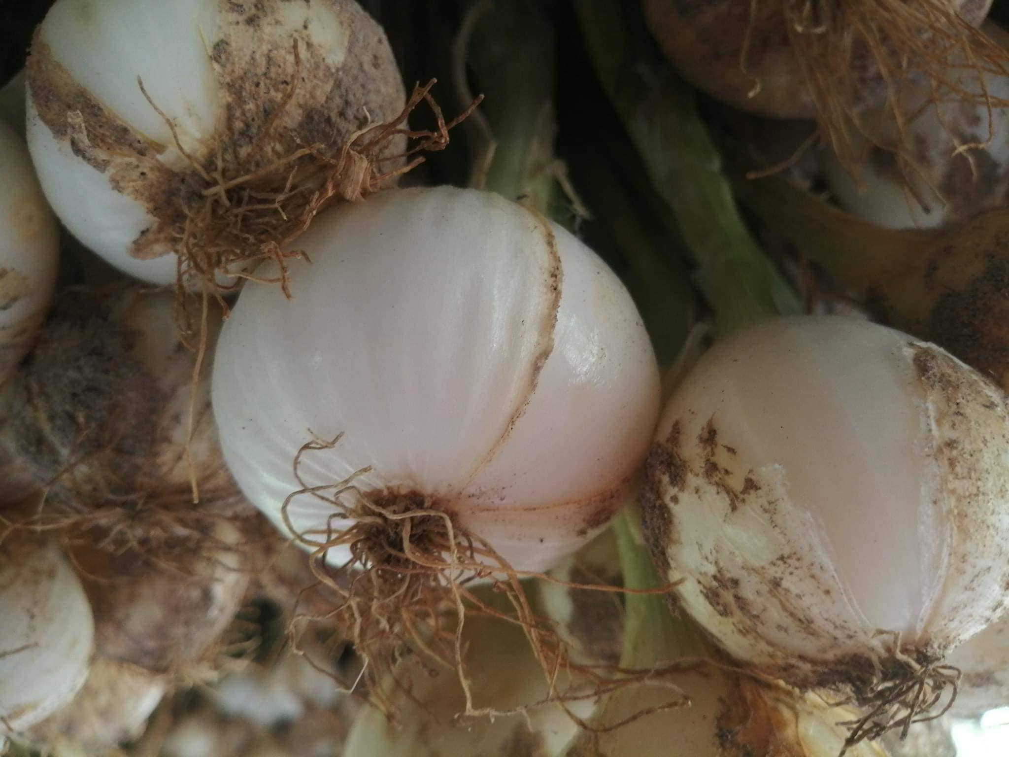 หอมหัวใหญ่อินเดีย อินทรีย์ 100%