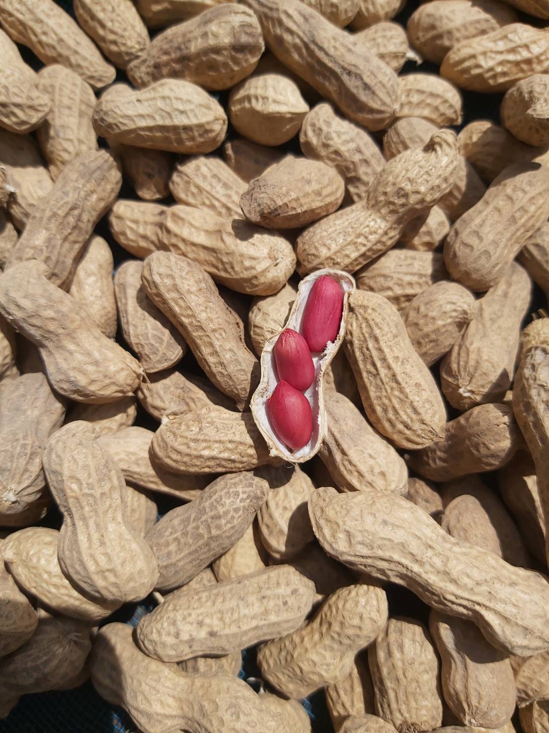 ถั่วสิสงแห้งอินทรีย์ ถั่วลิสงแห้งออแกนิค 500 กรัม