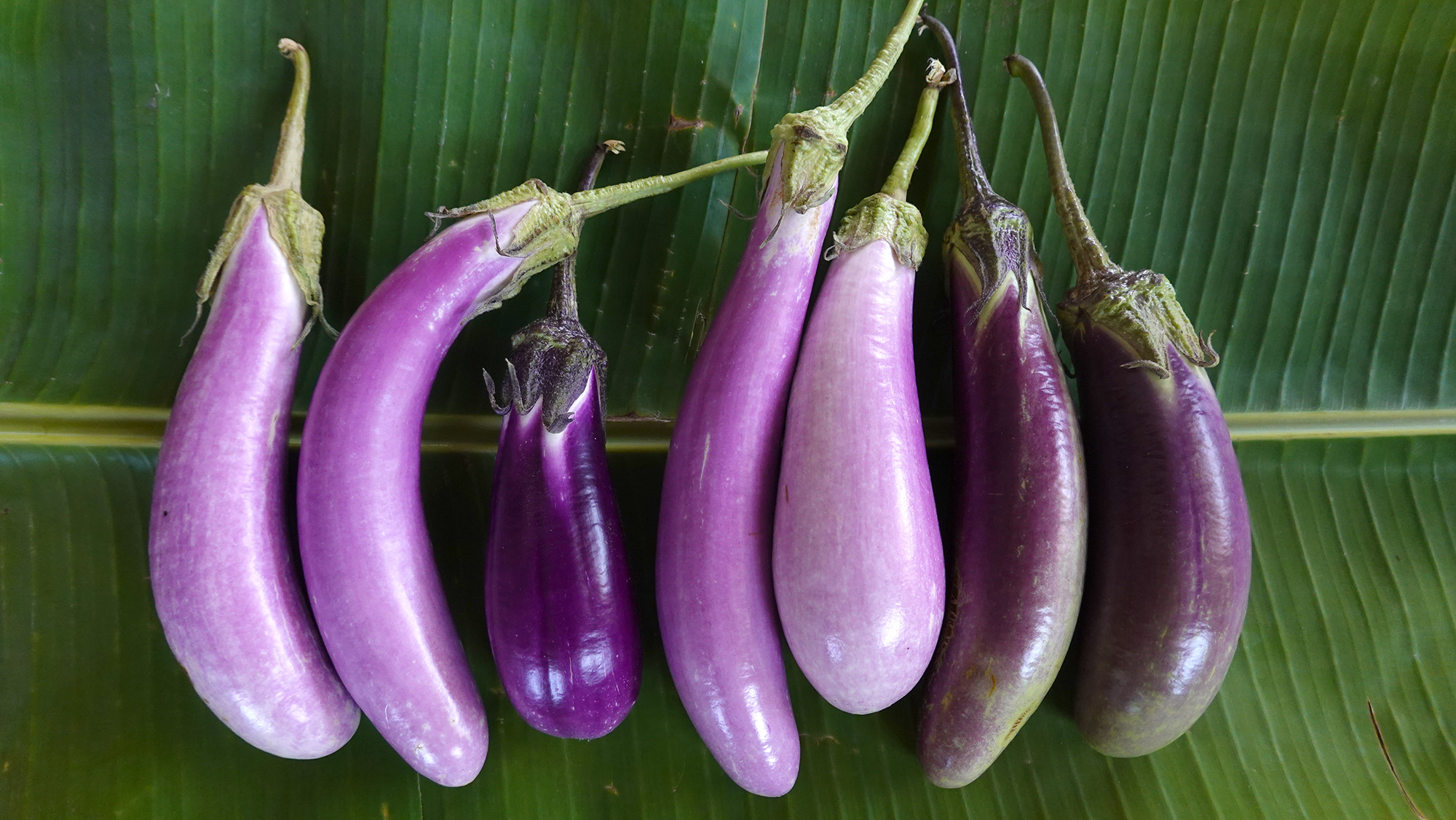 มะเขือยาวอินทรีย์ บรรจุ500กรัม