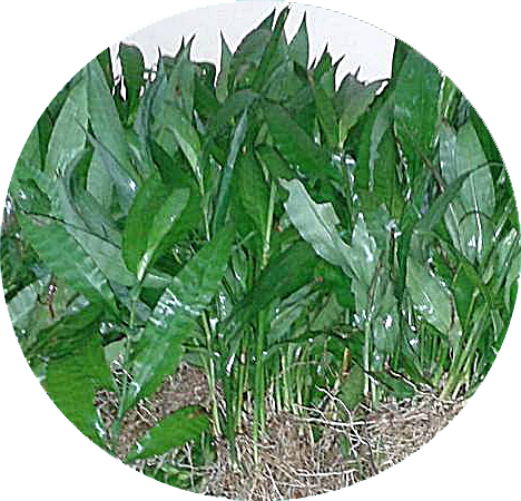 ชาหญ้ารีแพร์ 100% ออแกนิค ขนาด 30 ซอง