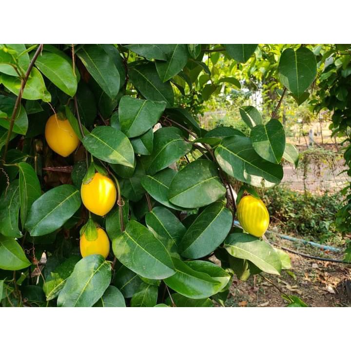 ต้นเสาวรสอาวาย พันธุ์เหลืองหวานหอมอร่อย ขอบอก