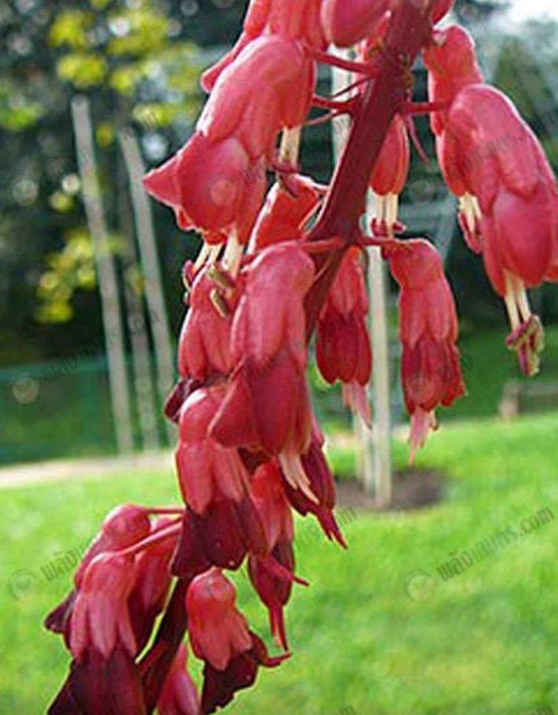 ต้นย่านางแดง