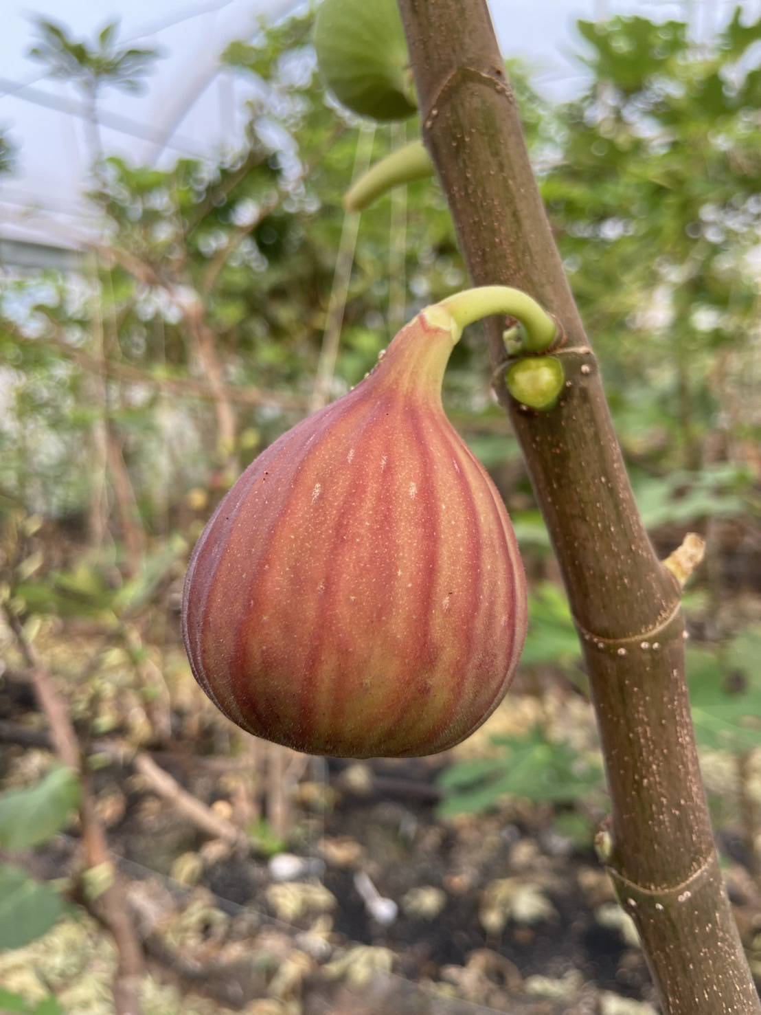 ต้นมะเดื่อฝรั่งbtm 6 ญี่ปุ่น กระถาง 8 นิ้วพร้อมส่ง