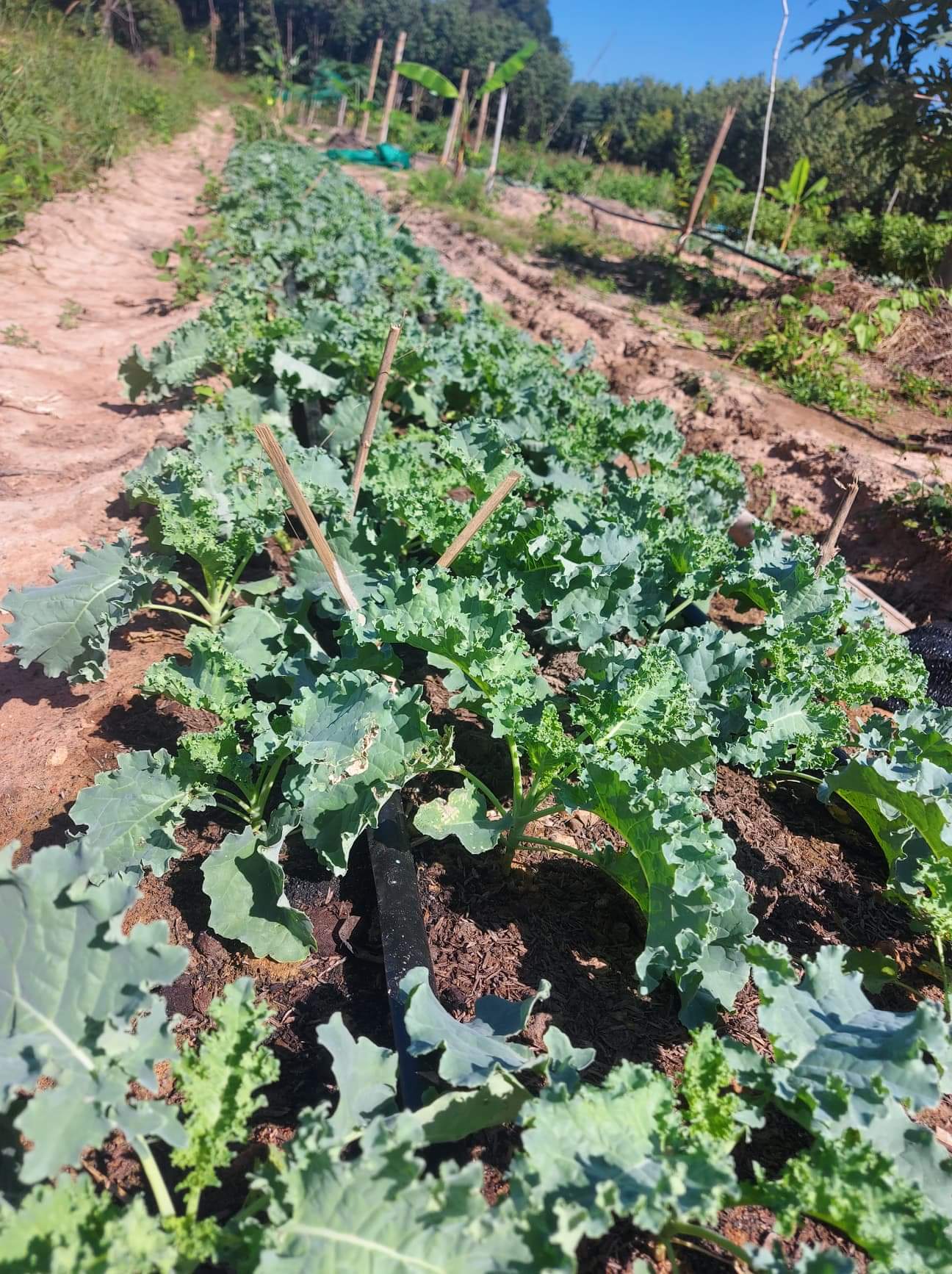 เคลหรือคะน้าใบหยิก บรรจุ200กรัม