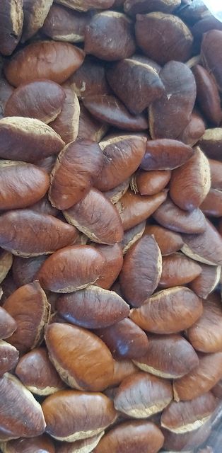 กระบกแห้ง หรือ อัลม่อนเมืองไทย