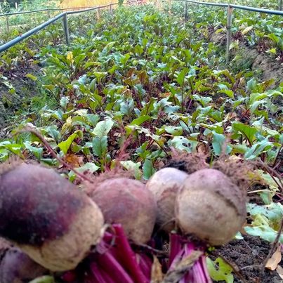 บีทรูท 1,000 กรัม