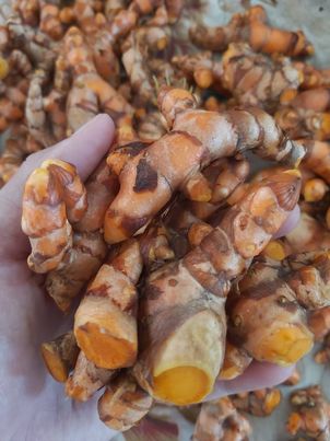 ขมิ้นสด 500กรัม