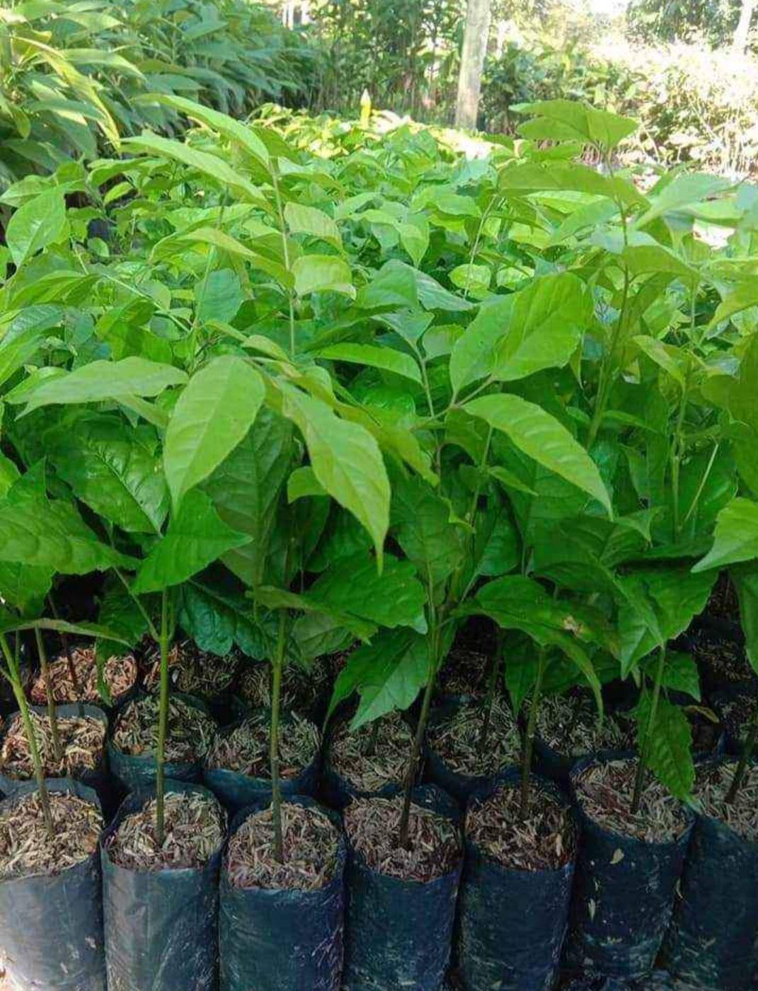 #ต้นพระเจ้าห้าพระองค์ ไม้ยืนต้นมีประวัติ ต้นไม้ศักดิ์สิทธิ์ ที่คนสายมูต้องรู้จัก ชุด 2 ต้น