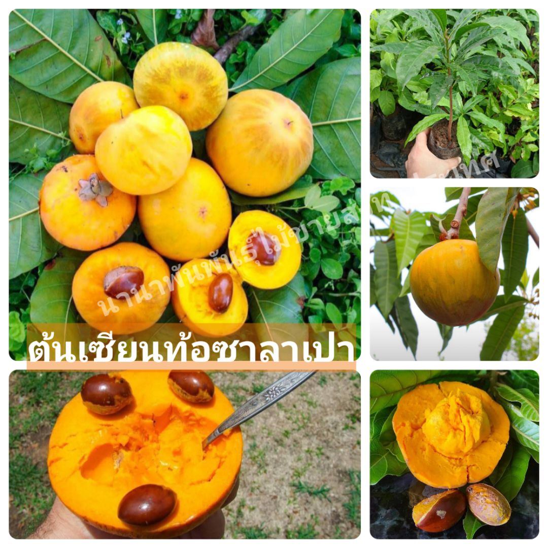 #ต้นเซียนท้อซาลาเปา ผลกลมน่ารับประทาน ต้นสวยพร้อมส่ง