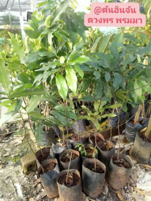 ต้นลูกจัน หรือ ต้นอินจัน ถุงชำพร้อมส่ง