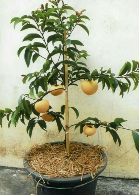 ต้นลูกจัน หรือ ต้นอินจัน ถุงชำพร้อมส่ง