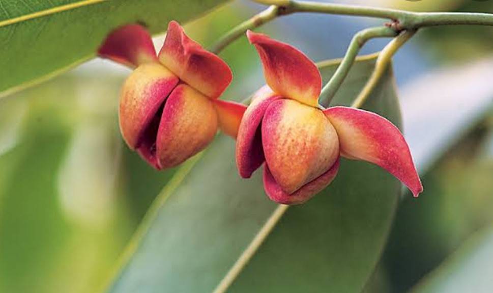 🌺"ลำดวนแดง” นับเป็นพันธุ์ไม้พื้นเมืองที่หายาก