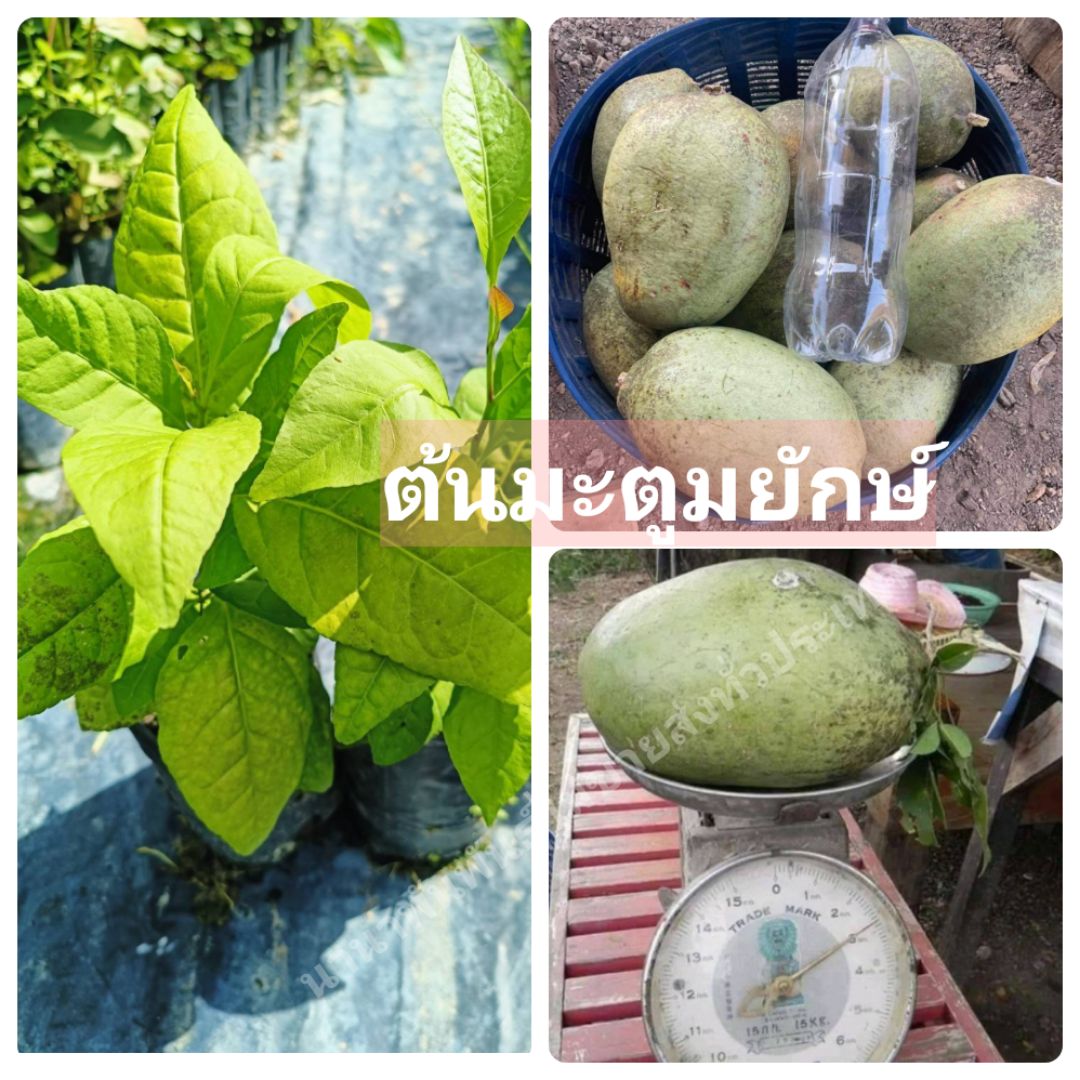 #ต้นมะตูมยักษ์เพิ่มทรัพย์ ชุด 2 ต้น มะตูมสายพันธุ์ไทยแท้ๆ ผลมีขนาดใหญ่ ต้นเพาะเมล็ด สวยคะ