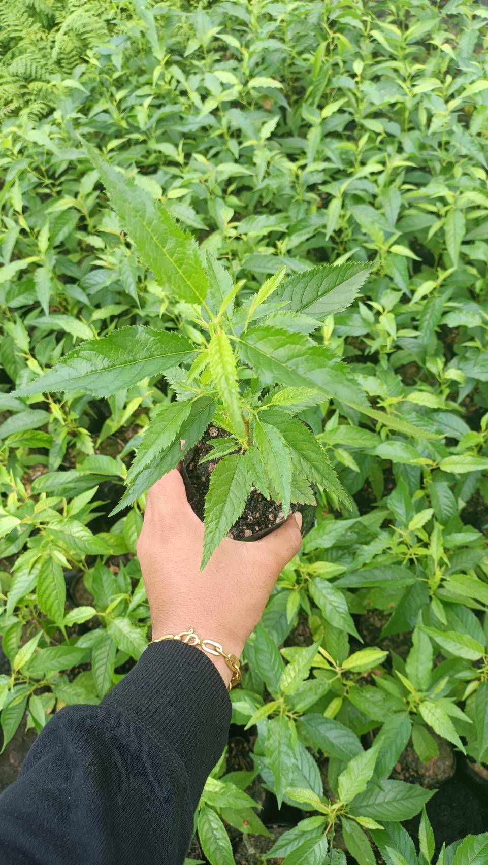 ต้นพญาเสือโคร่ง ซากุระเมืองไทย