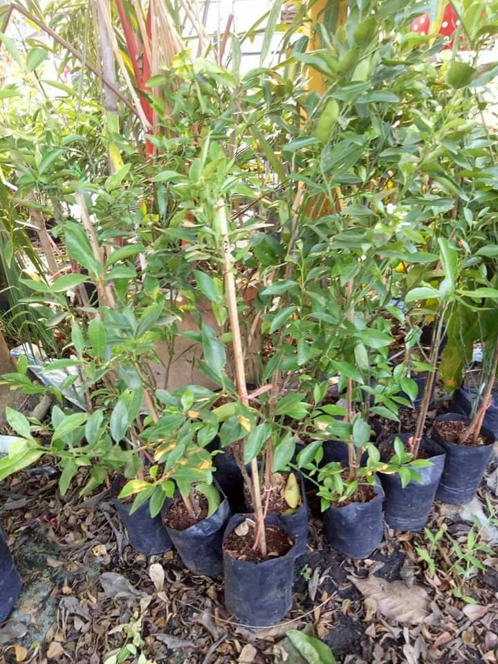 ส้มสีทอง ส้มเขียวหวาน