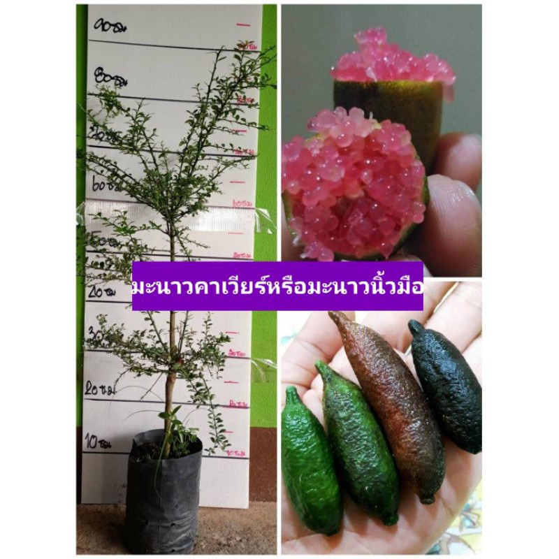 💕#ต้นมะนาวคาเวียร์ #มะนาวนิ้วมือ พันธุ์ลิสเติ้ลรูบี้ สีบานเย็นสดใส